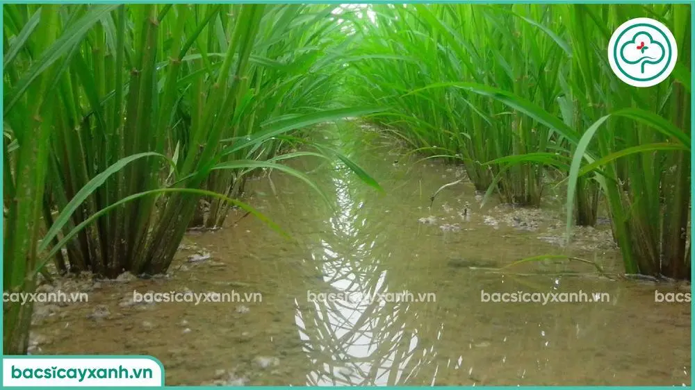 Quản lý nước cho ruộng lúa